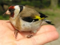 800px-Carduelis_carduelis_beentree.jpg