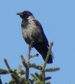 nebelkraehe (Corvus corone cornix).jpg nebelkraehe (Corvus corone cornix).jpg