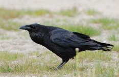 kolkrabe Woron(Corvus corax).jpg