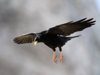 Alpendohle  (Pyrrhocorax graculus)Альпийск&#1072.JPG