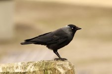 Galka2 (лат. Corvus monedula).jpg Galka2 (лат. Corvus monedula).jpg