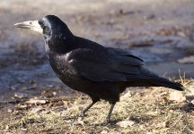 Gratsch (Corvus frugilegus).jpg Gratsch (Corvus frugilegus).jpg