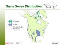 3.8 Info Item - CWS Proposal to Increase Snow Goose Harvest_Mar2013.jpg