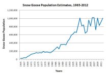 snowgoosepop2012.jpg