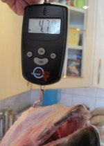 IMG_0820aф.jpg IMG_0820aф.jpg