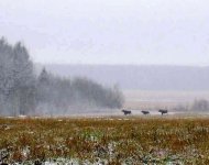 Копия ЛОСИ.jpg Копия ЛОСИ.jpg