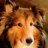 Collie