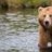 el_oso