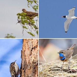 Птицы Челябинской области