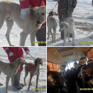 В городе Уральске на Республиканском турнире Беркутчи..