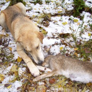 DSCN0192
"Ну чё ты, давай ещё побегаем..."
Первый Динкин зайчишка (неполных 6 месяцев!)