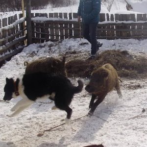 Пойка, притравка по кабанятам