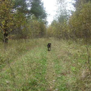 Осень в Ленинградской области