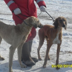 Казахские борзые!