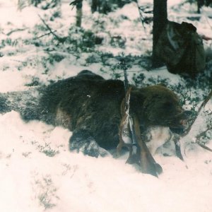 Медведь на задранном лосе