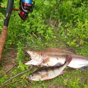 Медиа '20250803_213158.jpg' в альбоме 'Горбуша'