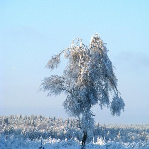 переживший лед&#11