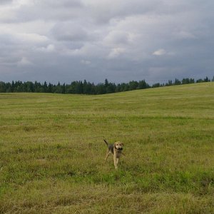 Спевка со своим первым трофеем - кротом.