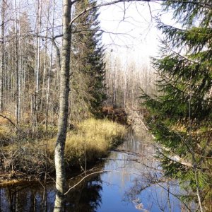 маленькая лесная речка