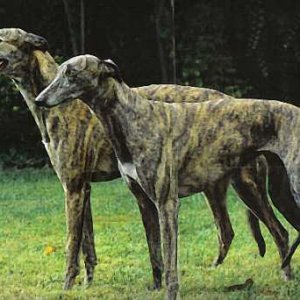 2Greyhounds