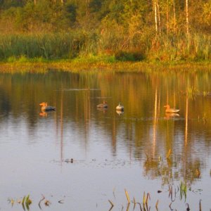 С такими самонадувающимися чучелами я охочусь