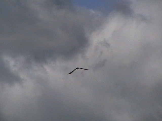 IMGA0237