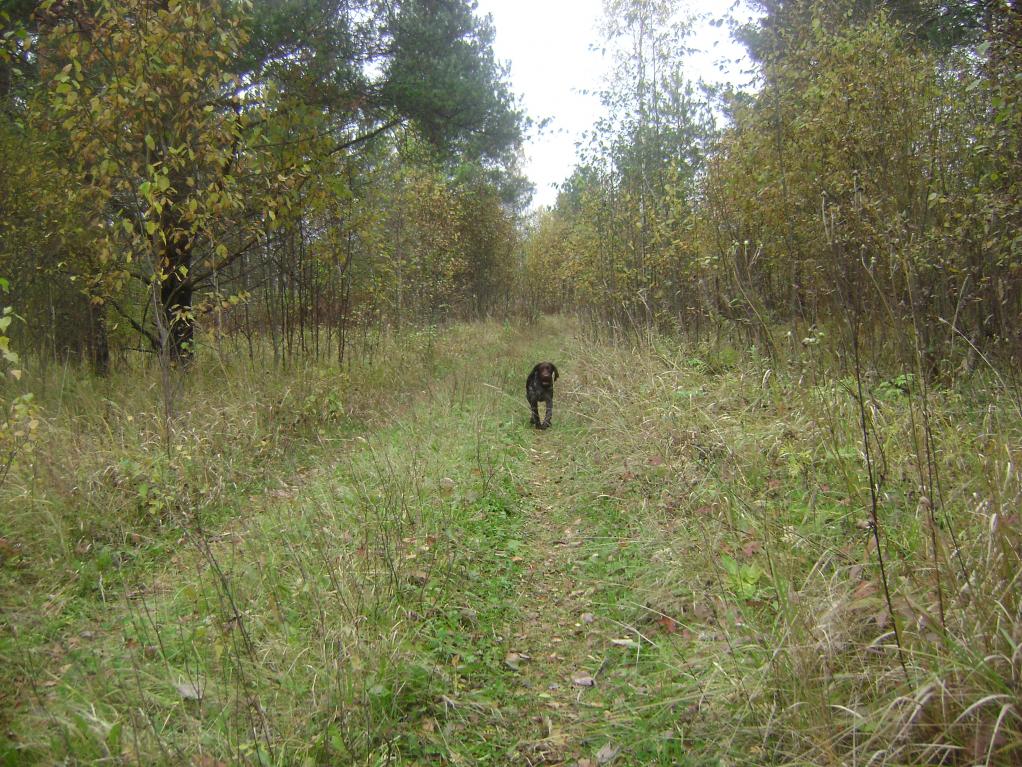 Осень в Ленинградской области