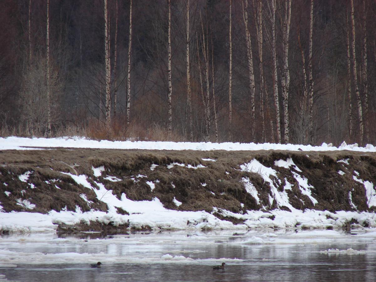 DSC07039
на реке весной 2014