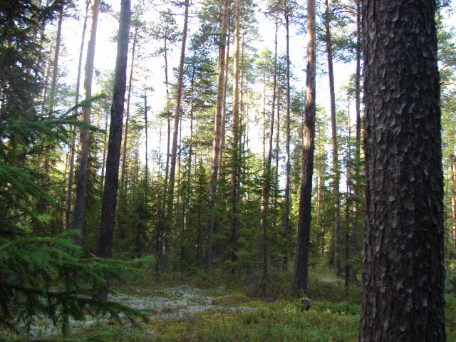 Жизнь прекрасн&#10