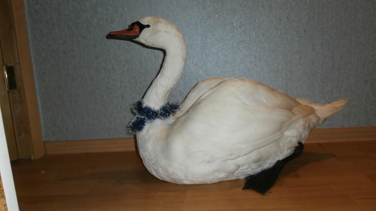 PC291178