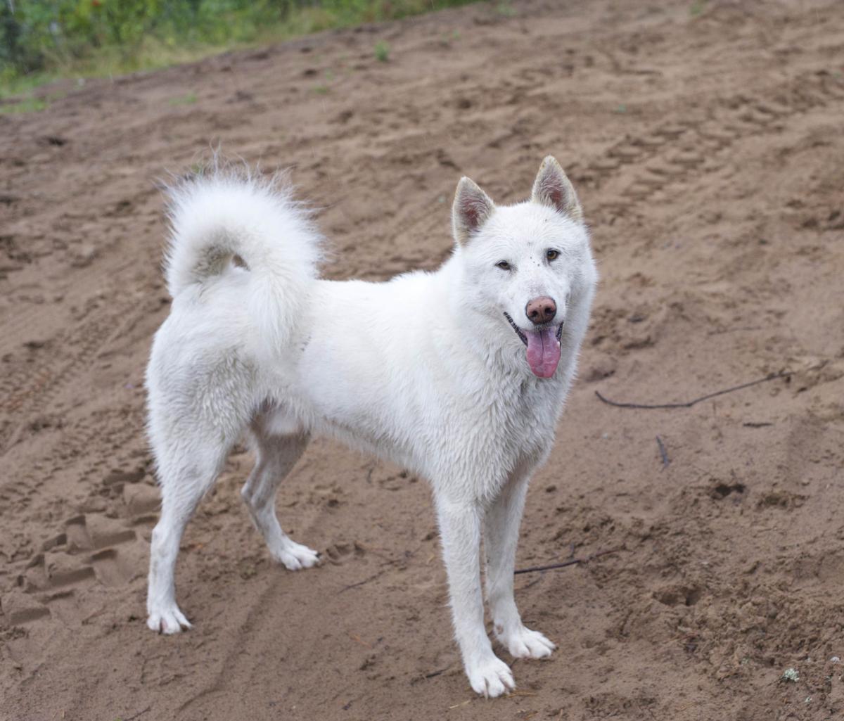 Копия DSC 0968