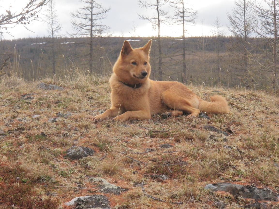 Лизка