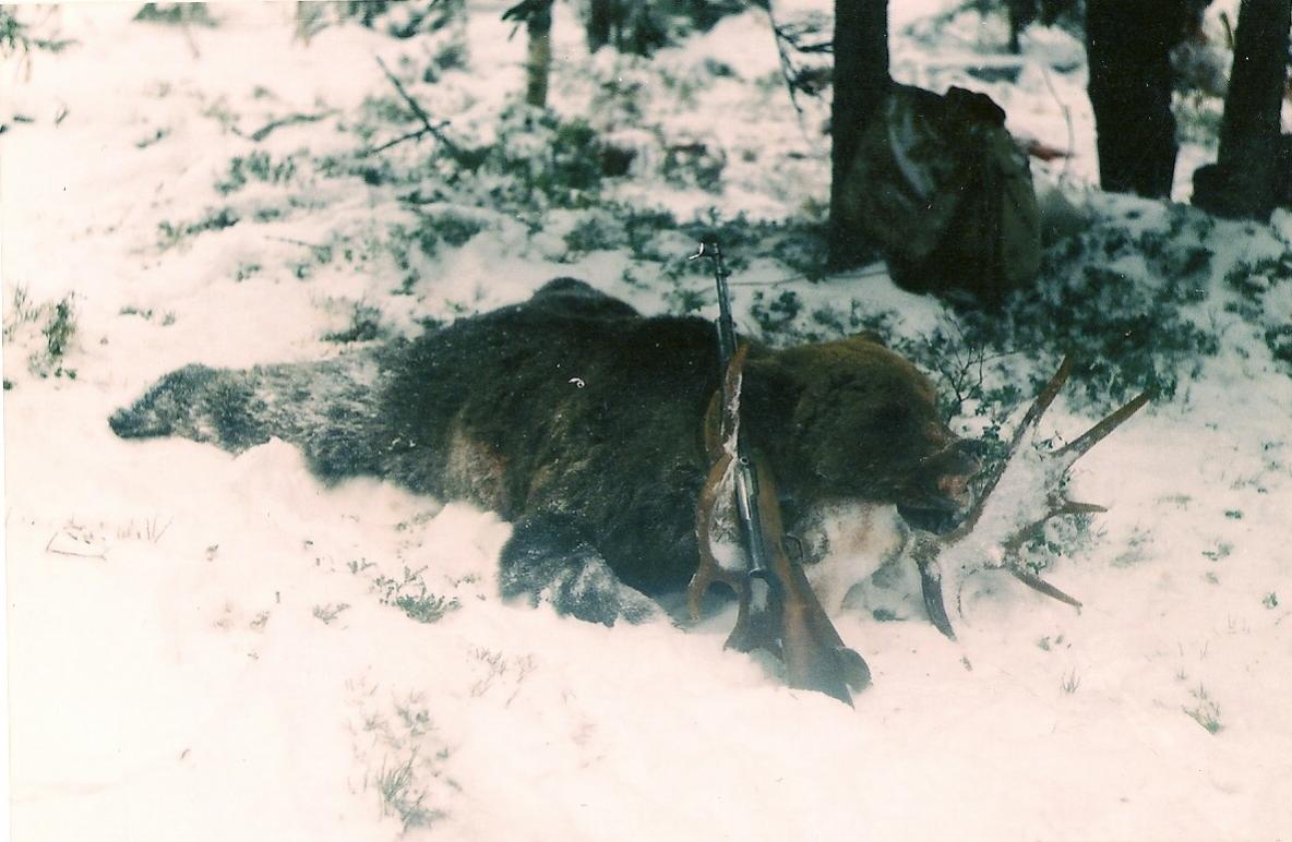 Медведь на задранном лосе