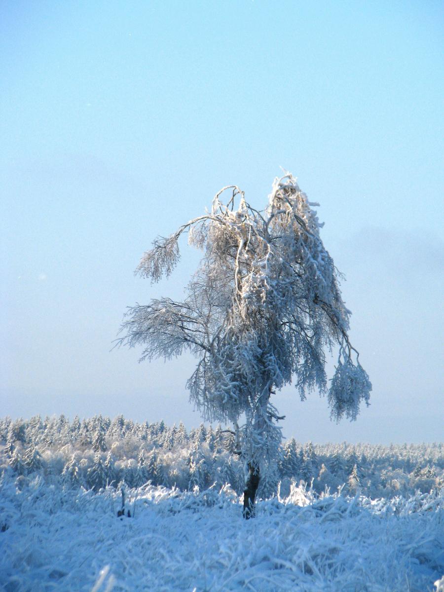 переживший лед&#11