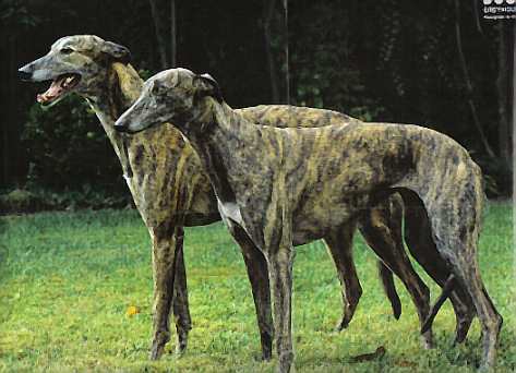 2Greyhounds