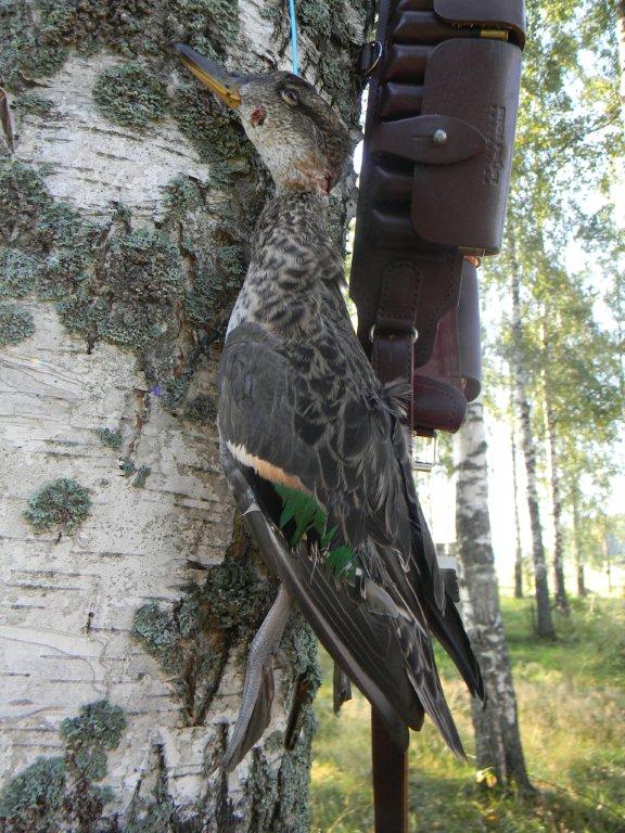 Чирок в Калужской