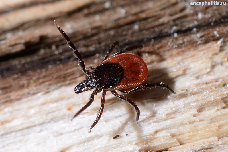 1428076424_ixodes_f.jpg