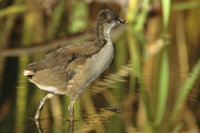 Gallinula_chloropus_1_young_%28Marek_Szczepanek%29.jpg