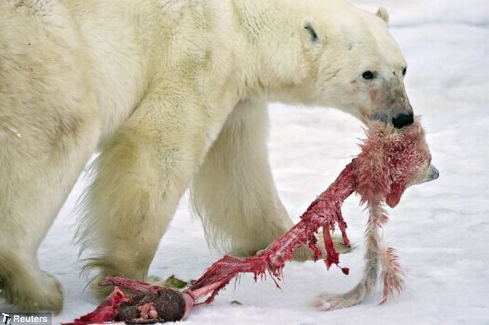 male_polar_bear_cats_bab_cub_04.jpg