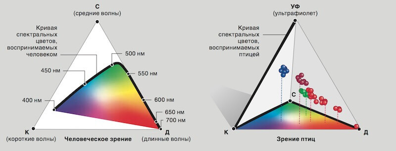 spectr-vospriyatia-ptic.jpg