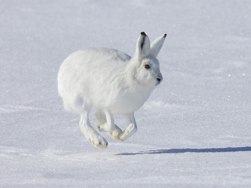 arctic-hare.jpg