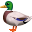 🦆