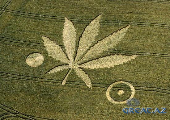 1253465713_1253202404_crop-circles-field-photo-10.jpg