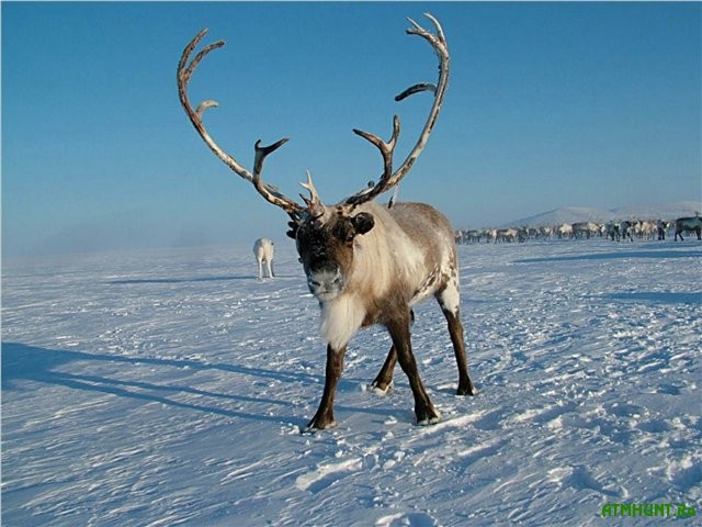 reindeer8.jpg