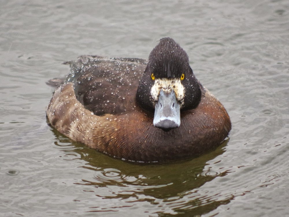 Tufted%2Bduck%2B2015%2B4a.jpg