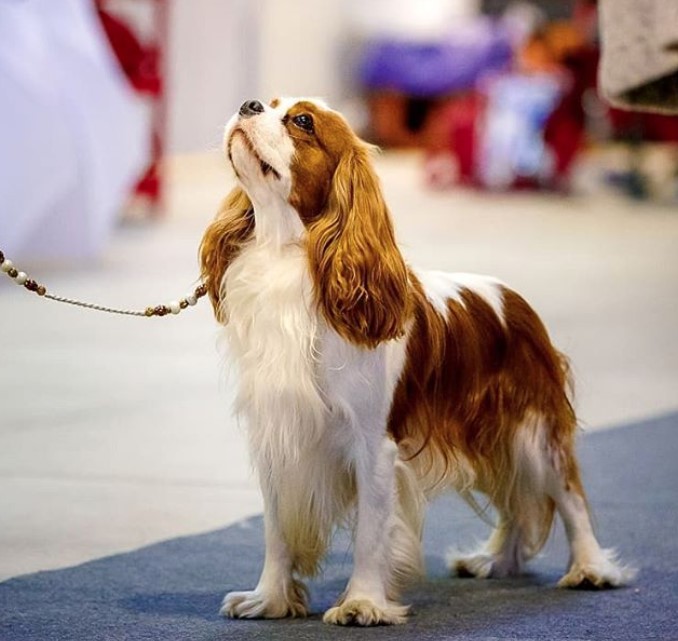 cavalier-king-charles-spaniel-haircut-3.jpg