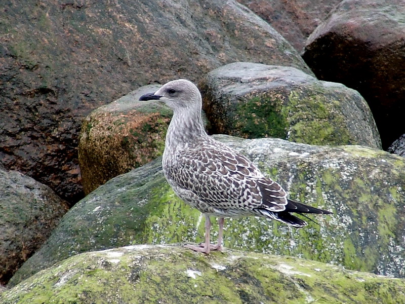 Larus_argentatus3.jpg