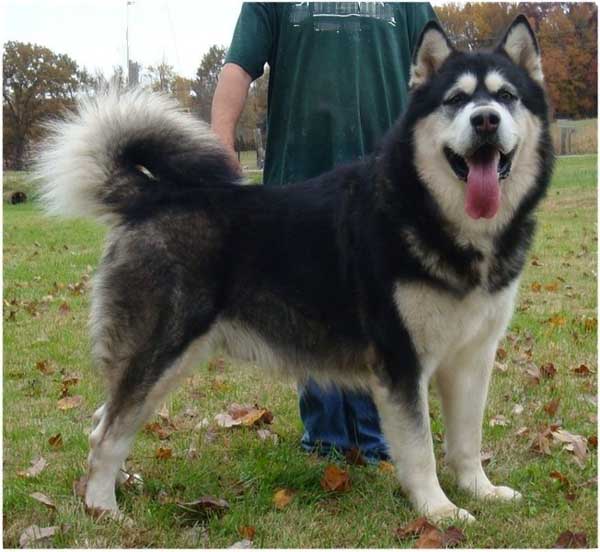 hudsons-malamutes-Ace001.jpg