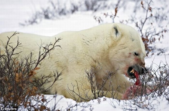 male_polar_bear_cats_bab_cub_03.jpg