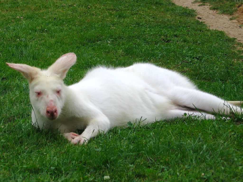 25.%20Wallaby%20albinos%20by%20gamy.jpg